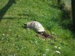 Tortoises like sunny slopes - click to enlarge